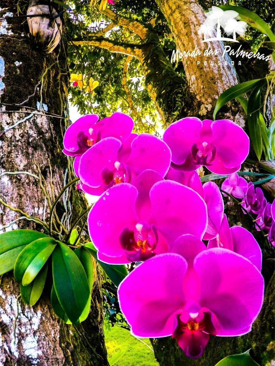 Morada Das Palmeiras Barra Grande  Buitenkant foto