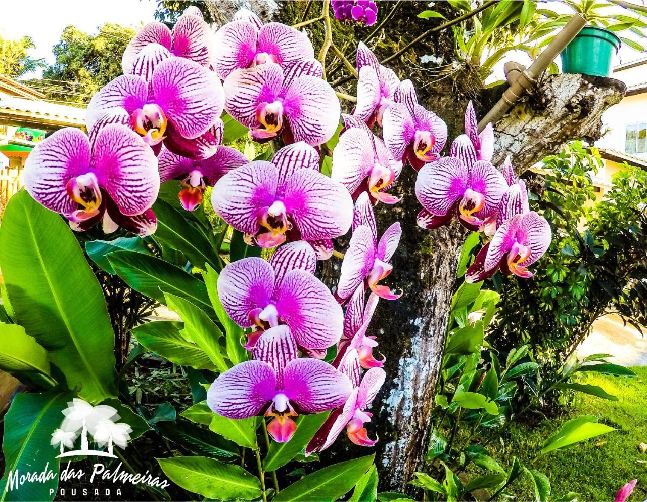 Morada Das Palmeiras Barra Grande  Buitenkant foto